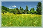 Paturage dans le Haut-Jura&nbsp; - �&nbsp;Fran�ois Bonneville