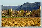Le vignoble d'Arbois  l'automne  -  Franois Bonneville