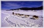 Atellage de chiens de traineaux&nbsp; - �&nbsp;Comit� D�partemental du Tourisme