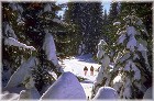 La for�t jurassienne enneig�e&nbsp; - �&nbsp;Comit� D�partemental du Tourisme